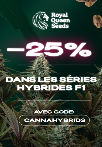 Royal Queen Seeds
